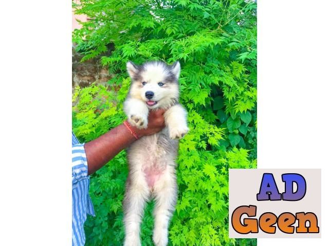 used Show Quality Sibren Husky Male And Female Pupies Avalible for sale 